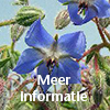 plant borageolie
