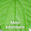 plant brandnetel