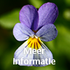 plant driekleurig viooltje