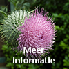 plant grote klis