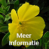 plant teunisbloemolie