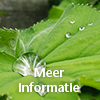 plant vrouwenmantel